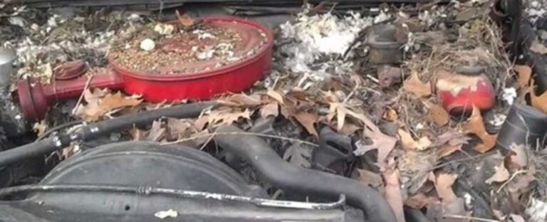 Leaves, debris and rodent nests on top of car engine