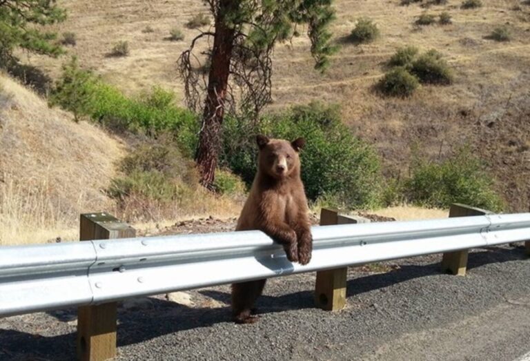 A bear posing on a guard rail on the Hells Canyon Bywy