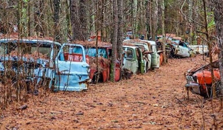 A large junkyard in the pine tree woods with rusting blue, red and green trucks