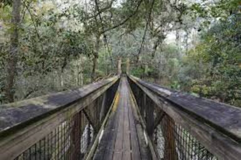 A wood walking bridge in Ravine Gardens State Park Fl