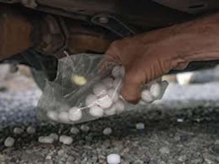 A man placing moth balls under a car as part of the vintage car winterization process